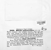 Stictis sphaeroides image